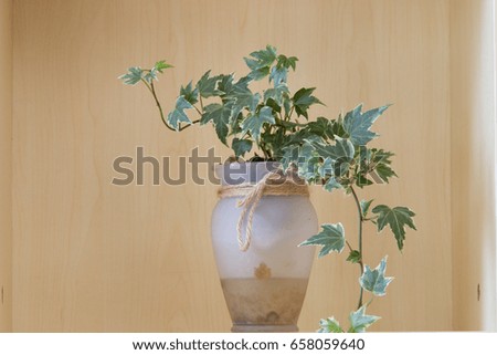 A potted plant on a shelf.