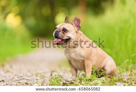 Close up portrait of a French Bulldog Royalty-Free Stock Photo #658065082