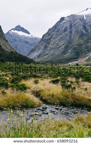 View of Milford Sound, Fiordland National Park, South Island, New Zealand