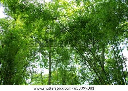 tree leaf
