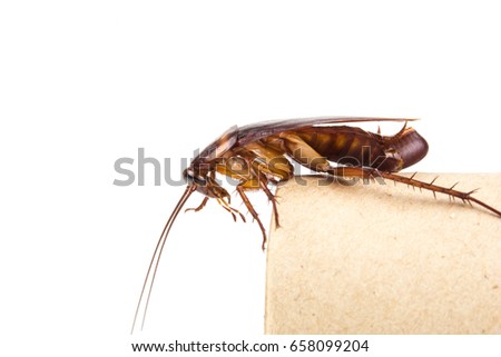 Cockroach and roach eggs on white background.
