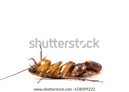 Close up dead Cockroach and Roach eggs on white background.with space 