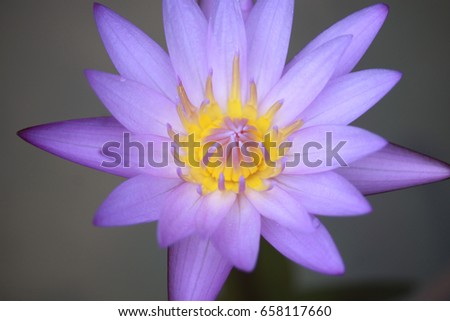 Lotus flowers.