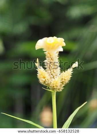 yellow cockscomb flower ( celosia cristata )