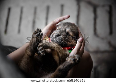 Blurry portrait of puppy in girl hands,Cute puppy