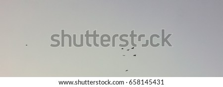 chaotic picture made with small bird at sky. bottom view to small black birds flying against grey sky. few small birds flying in the sky .