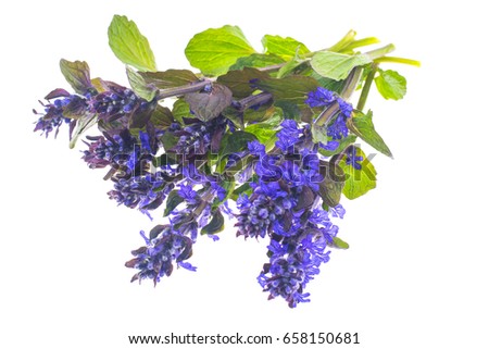 Garden cover with blue inflorescences Isolated on white background. Studio Photo