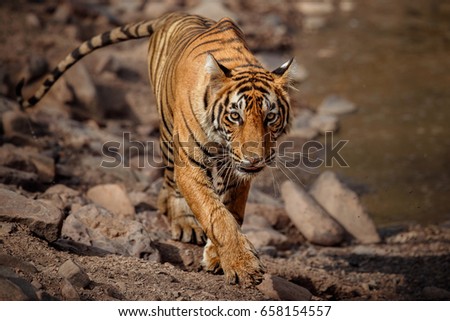 Tiger in the nature habitat. Tiger young male walking around the waterhole. Wildlife scene with danger animal. Hot summer in Rajasthan, India. Dry trees with beautiful indian tiger, Panthera tigris