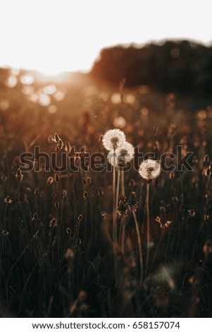 dandelion fluff sunset