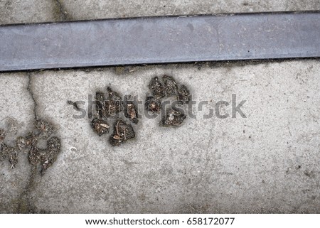 Footprints of dog paws on concrete stairs