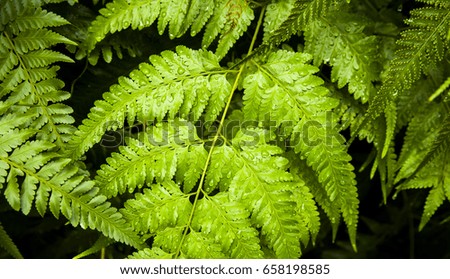 Green fern wide natural banner