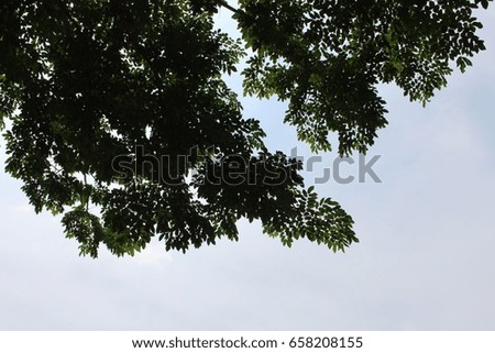 Leaves in sky background 