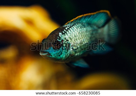 Nannacara. Blue fish in the background of a decorative ship. Ceramics. Yellow.