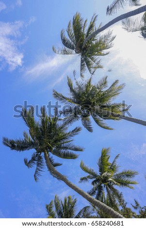 Coconut trees in blue sky