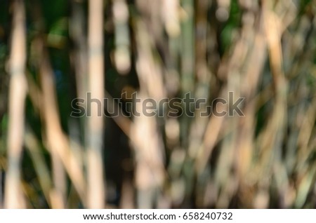 blurred abstract background.Natural light tree