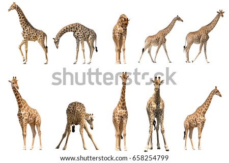 Set of ten giraffe portraits, isolated on white background