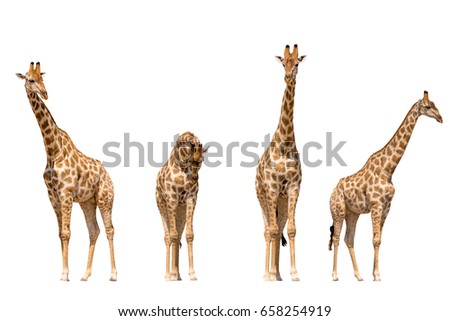 Set of four giraffe portraits, isolated on white background