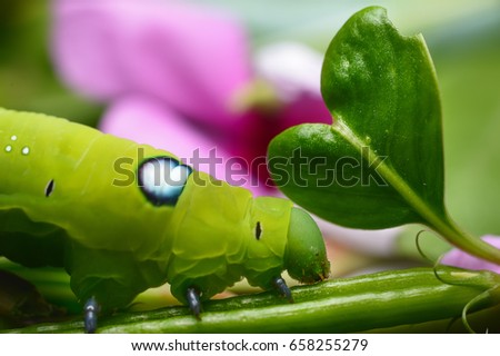 Green caterpillar on leaves and pink flowers, closeup picture and selective focus.