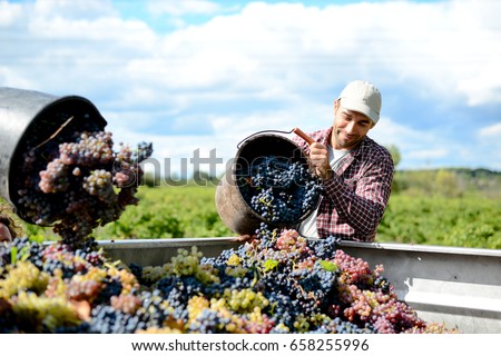 handsome young man winemaker in his vineyard during wine harvest emptying a grape bucket in tractor trailer Royalty-Free Stock Photo #658255996