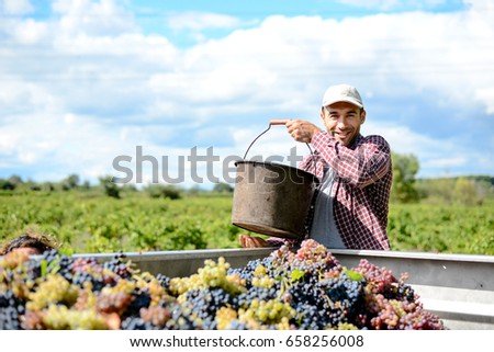 handsome young man winemaker in his vineyard during wine harvest emptying a grape bucket in tractor trailer Royalty-Free Stock Photo #658256008