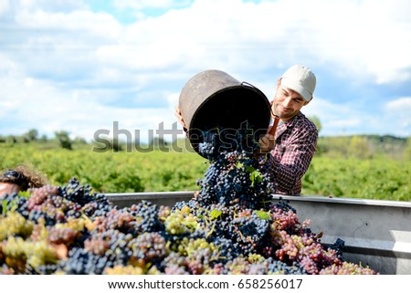 handsome young man winemaker in his vineyard during wine harvest emptying a grape bucket in tractor trailer Royalty-Free Stock Photo #658256017