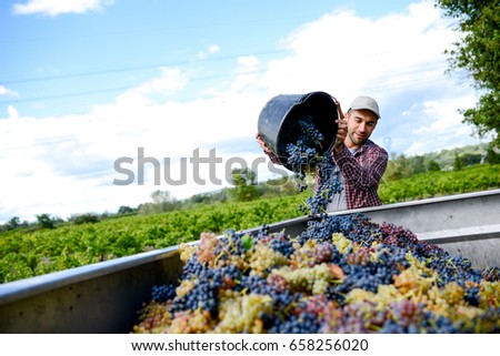 handsome young man winemaker in his vineyard during wine harvest emptying a grape bucket in tractor trailer Royalty-Free Stock Photo #658256020