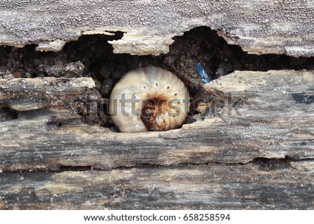 Caterpillar bug on wood,Beetle,Larva