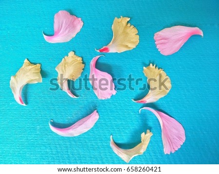Spring flower petals blossoms blank background template