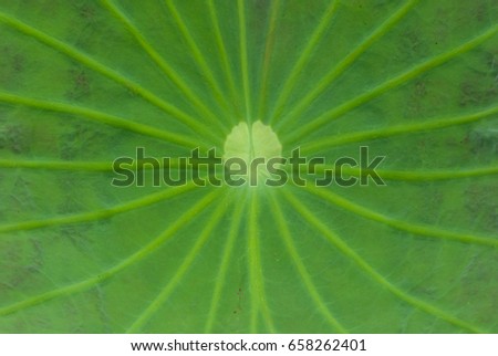 The green background of lotus leaf is not sharp.
