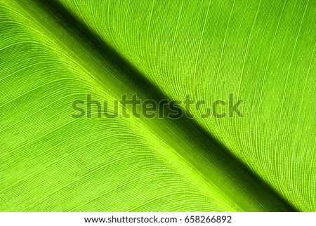 leaf texture.Green leaf pattern.Banana leaf
