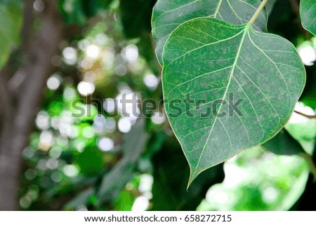 bodhi leaf in india temple