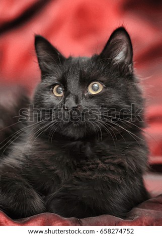 Black cat on a red background