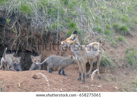 Fox with young brood climbed out of his hole for a walk
