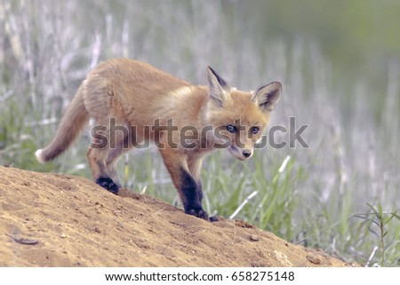 a little young Fox walking on the lawn closeup