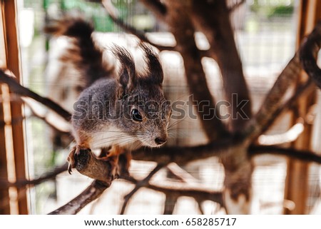 Squirrel in the cage of zoo