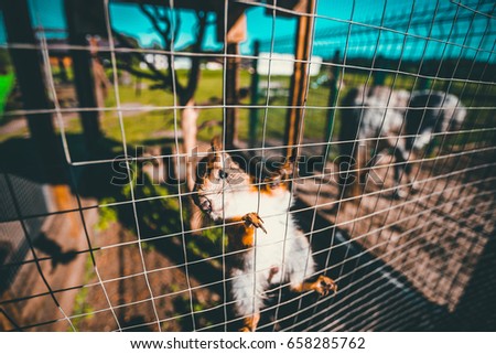 Squirrel in the cage of zoo