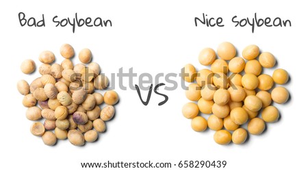 Bad soybeans VS. Nice soybeans, top view
