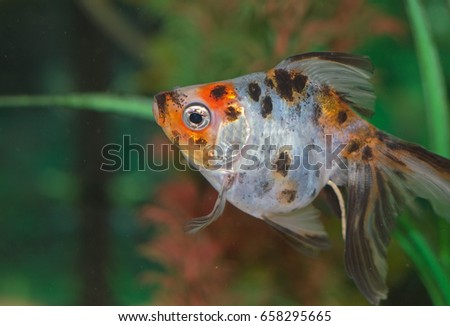 beautiful Tropical Fish in aquarium