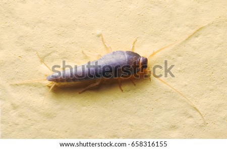 The Silverfish Lepisma saccharina is a small, wingless insect. This bugs are considered household pests, due to their consumption and destruction of property. 