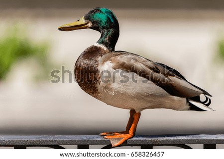 Duck on a metal railing