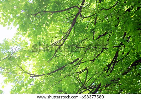 green  leaves