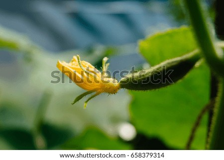 Small cucumbers with flower in the greenhouse
