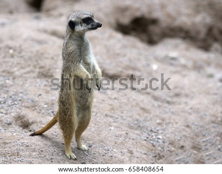 Meerkat is standing at the stone.
