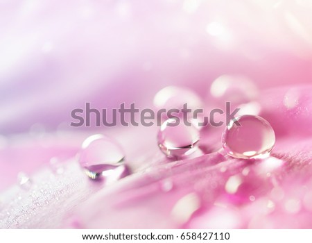 Abstract natural background with beautiful water drops on a pink and lilac petal peony close-up macro. Gentle soft elegant airy artistic image with soft focus .