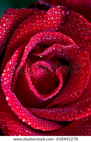 Red rose with wet petals close up, macro