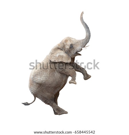 African elephant (Loxodonta africana) balancing. Funny animal isolated on white background.