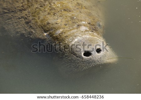 Head of a manatee, Trichechus manatus, with only its nose above the surface at Merritt Island National Wildlife Refuge in Titusville, Florida. 