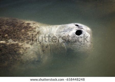 Closeup of the head of a manatee, Trichechus manatus, with only its nose above the surface at Merritt Island National Wildlife Refuge in Titusville, Florida. 