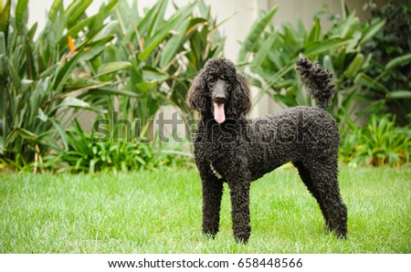 Black Standard Poodle standing in grass yard with garden