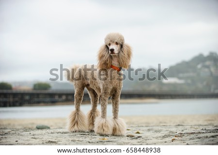 Apricot Standard Poodle dog portrait at beach with railroad tracks Royalty-Free Stock Photo #658448938